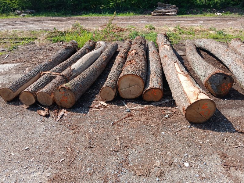 ROUND OAK WOOD WITH BARK 