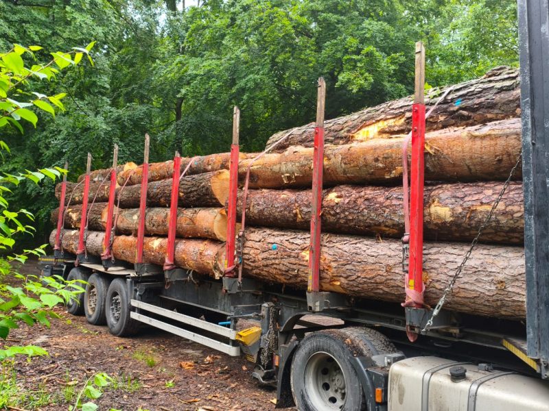 ROUND PINEWOOD WITH BARK 
