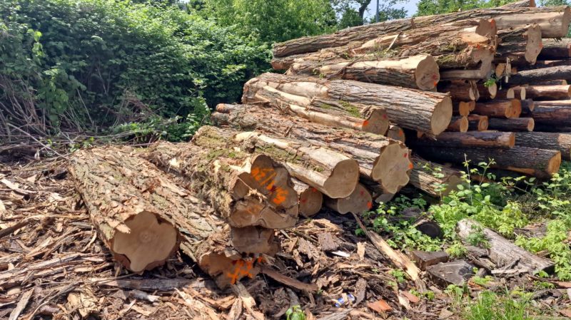 ACACIA LOGS