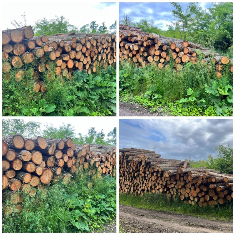 ROUND OAK WOOD WITH BARK