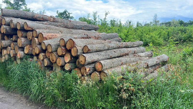 ROUND OAK WOOD WITH BARK