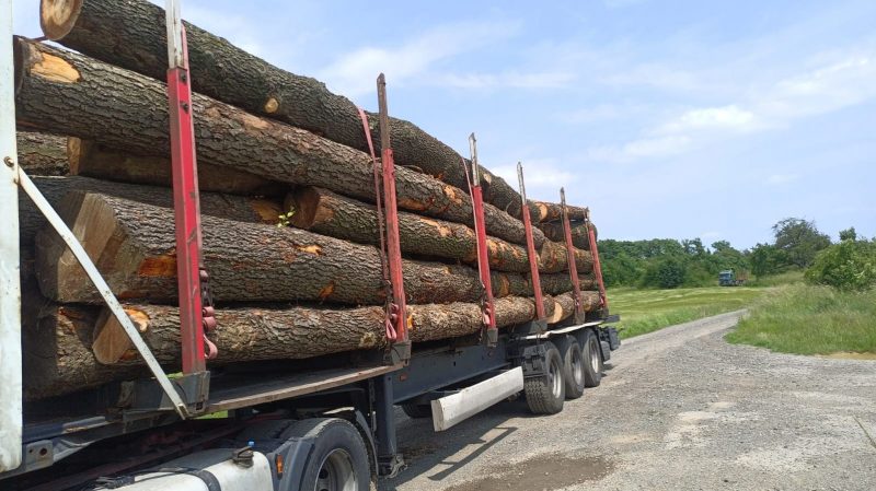 ROUND ALDER WOOD WITH BARK