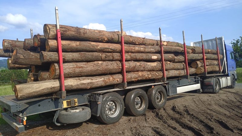 ROUND OAK WOOD WITH BARK