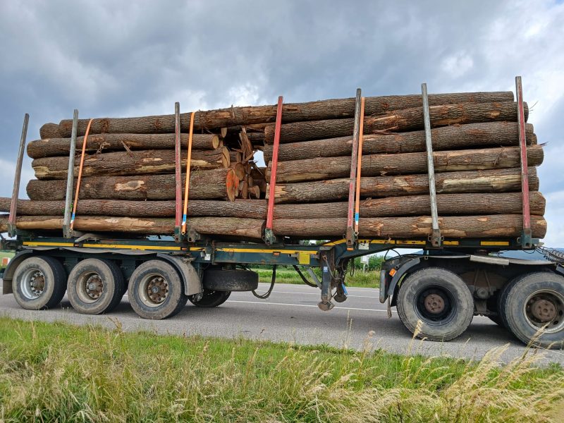 ROUND OAK WOOD WITH BARK