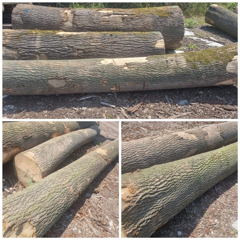 ROUND ASH WOOD WITH BARK 
