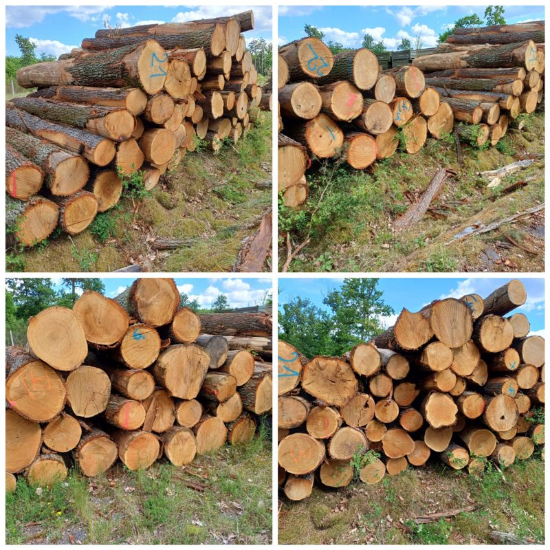 ROUND OAK WOOD WITH BARK 