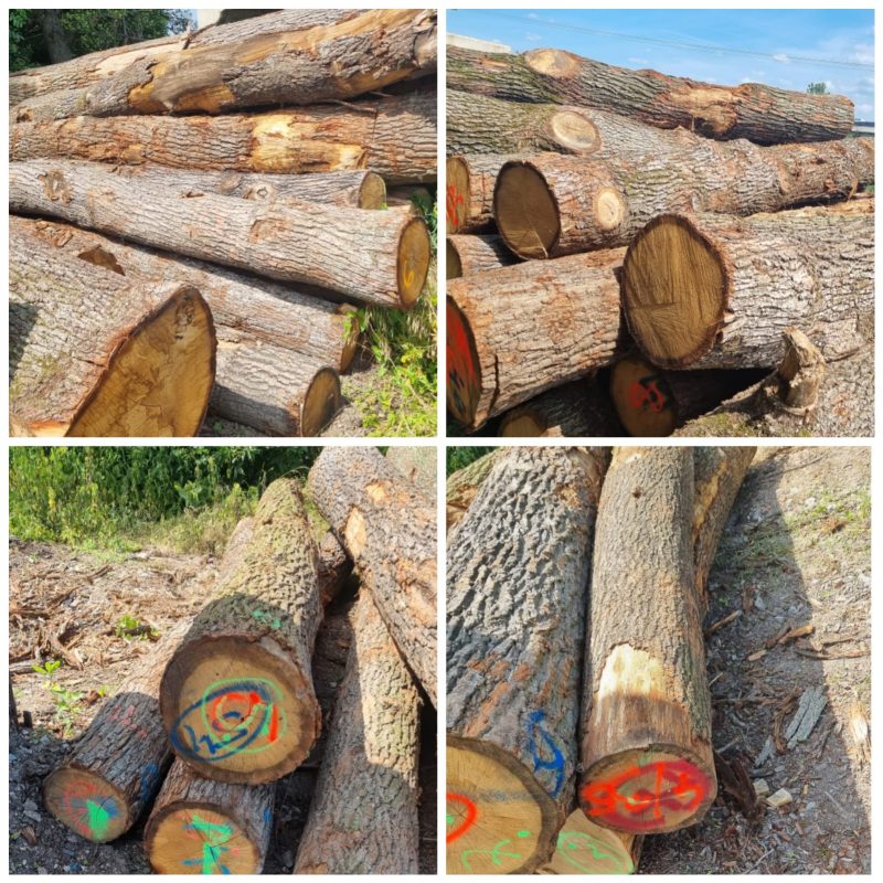 ROUND OAK WOOD WITH BARK 