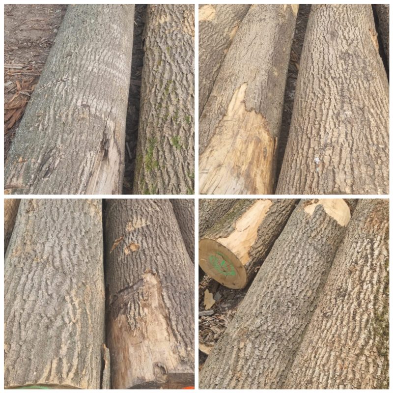 ROUND ASH WOOD WITH BARK 