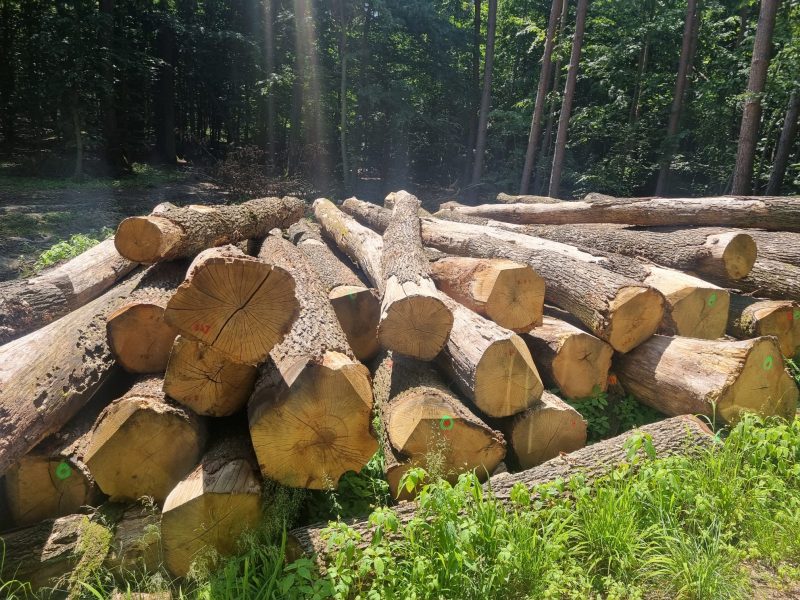 ROUND OAK WOOD WITH BARK 