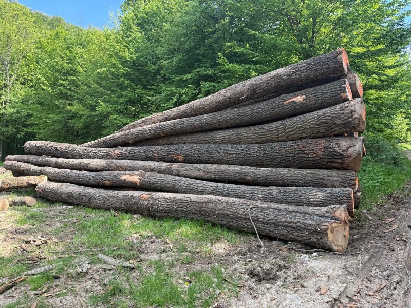 ROUND OAK WOOD WITH BARK 