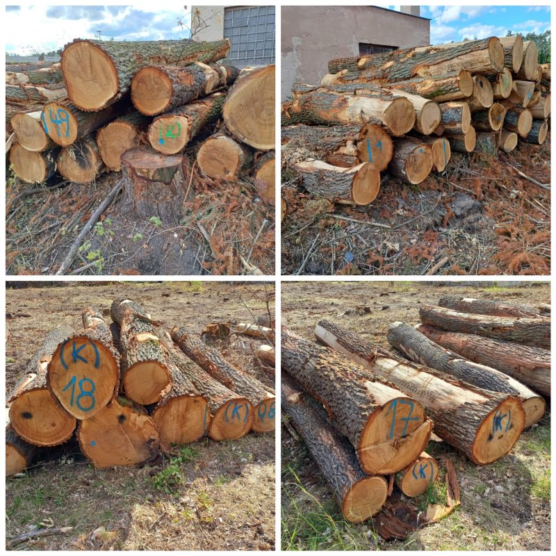 ROUND OAK WOOD WITH BARK 