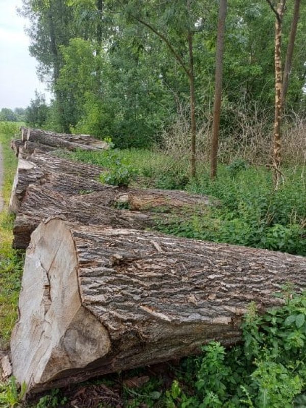 POPLAR LOGS 