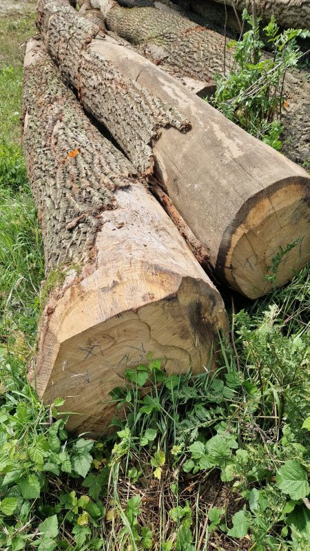 ROUND OAK WOOD WITH BARK 