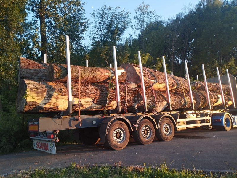 POPLAR LOGS 