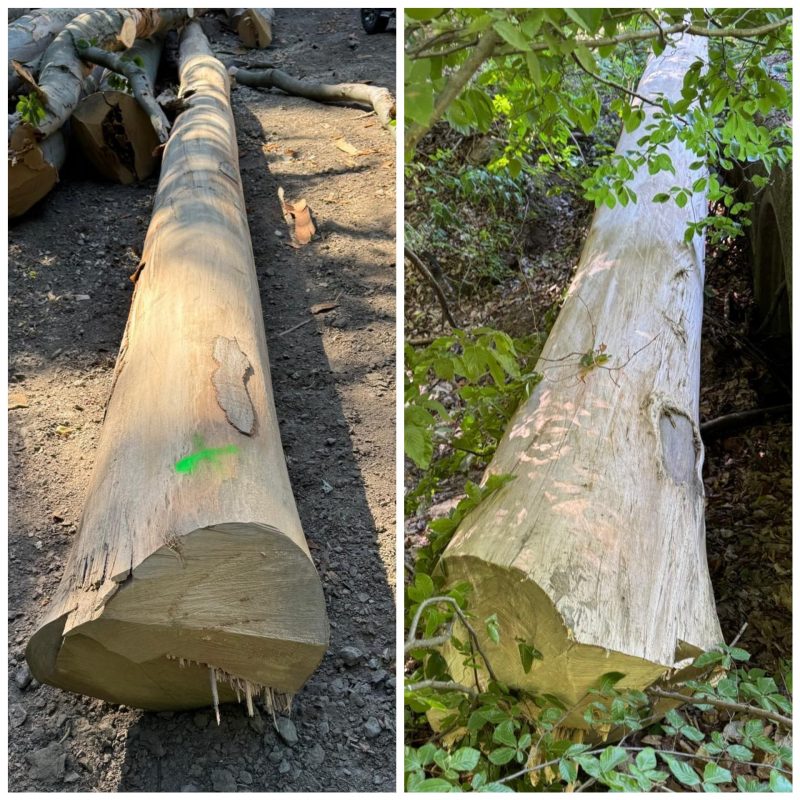 ROUND BEECHWOOD WITH BARK