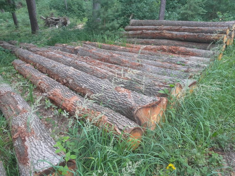 ROUND OAK WOOD WITH BARK 