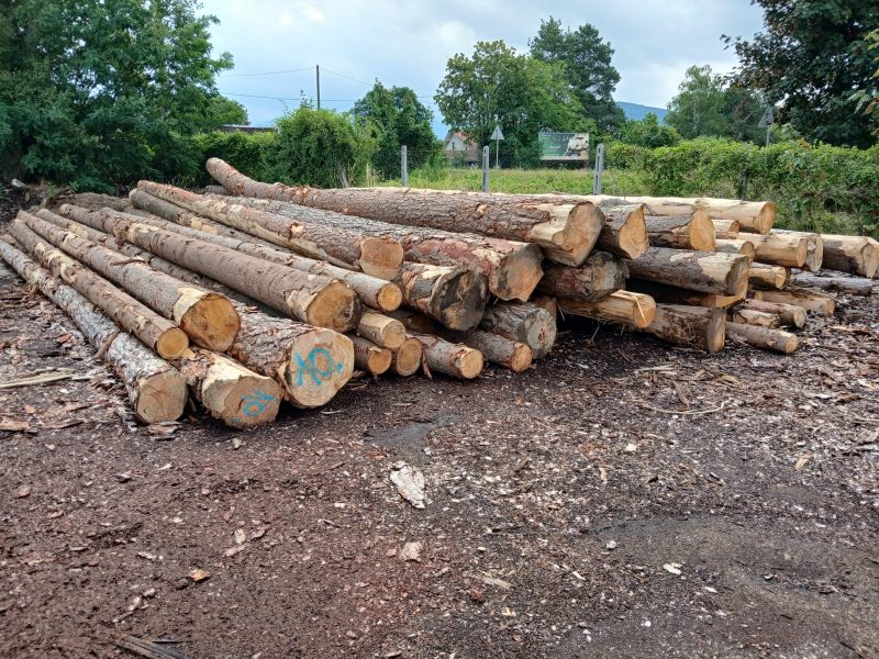 ROUND PINEWOOD WITH BARK 