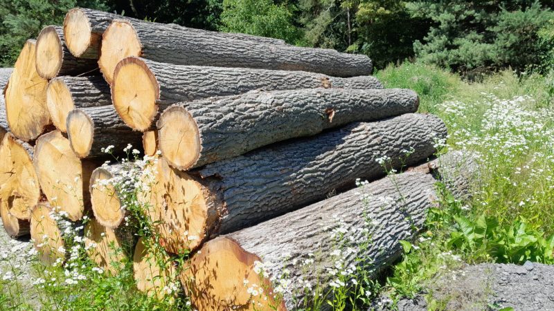 ROUND OAK WOOD WITH BARK