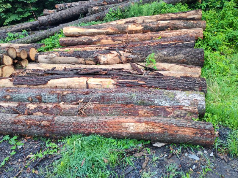 ROUND OAK WOOD WITH BARK