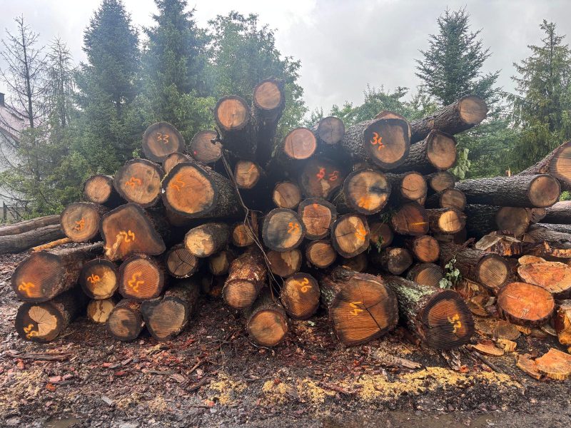 ROUND OAK WOOD WITH BARK