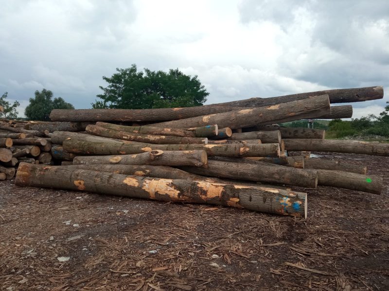 ROUND ASH WOOD WITH BARK