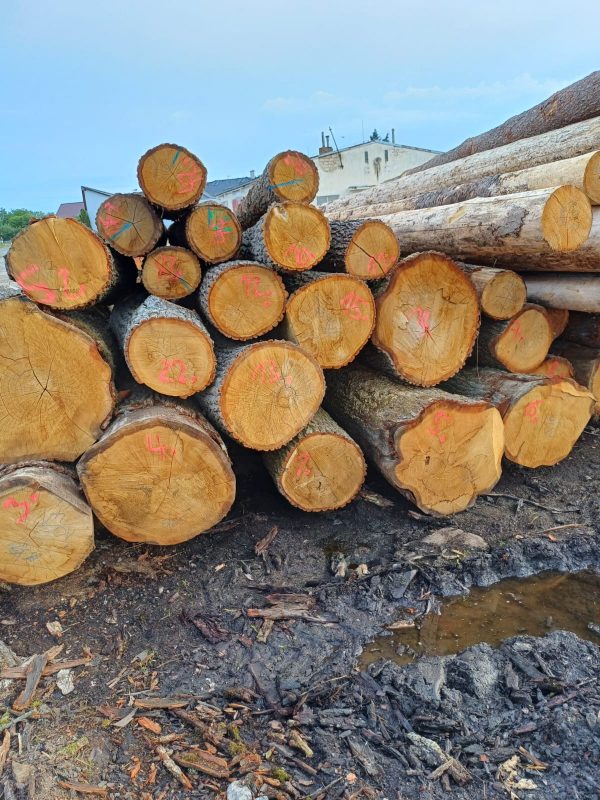 ROUND OAK WOOD WITH BARK 
