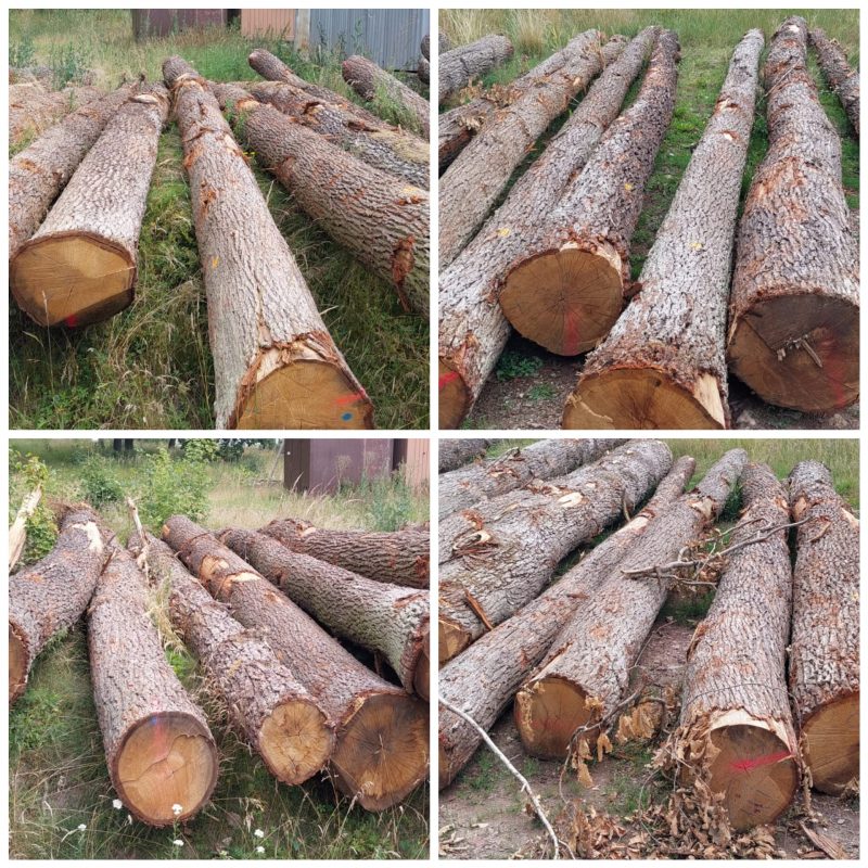 ROUND OAK WOOD WITH BARK