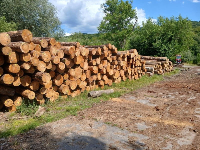 ROUND PINEWOOD WITH BARK