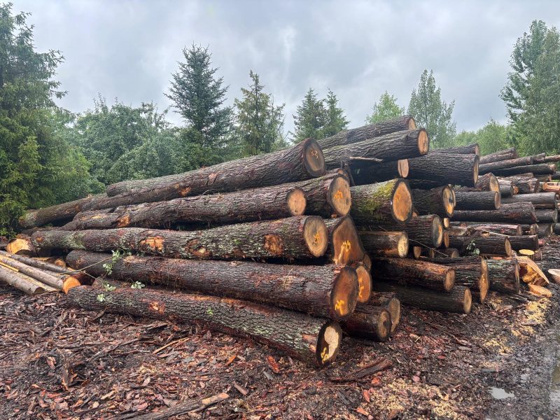 ROUND OAK WOOD WITH BARK