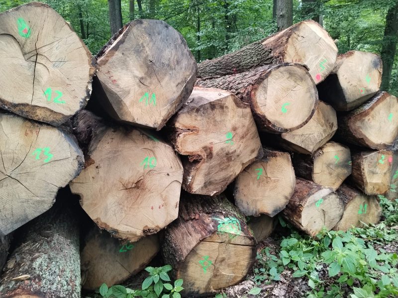 ROUND OAK WOOD WITH BARK