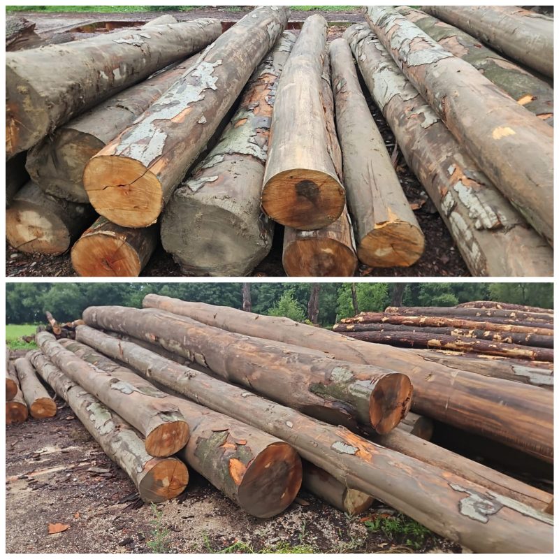 ROUND BEECHWOOD WITH BARK 