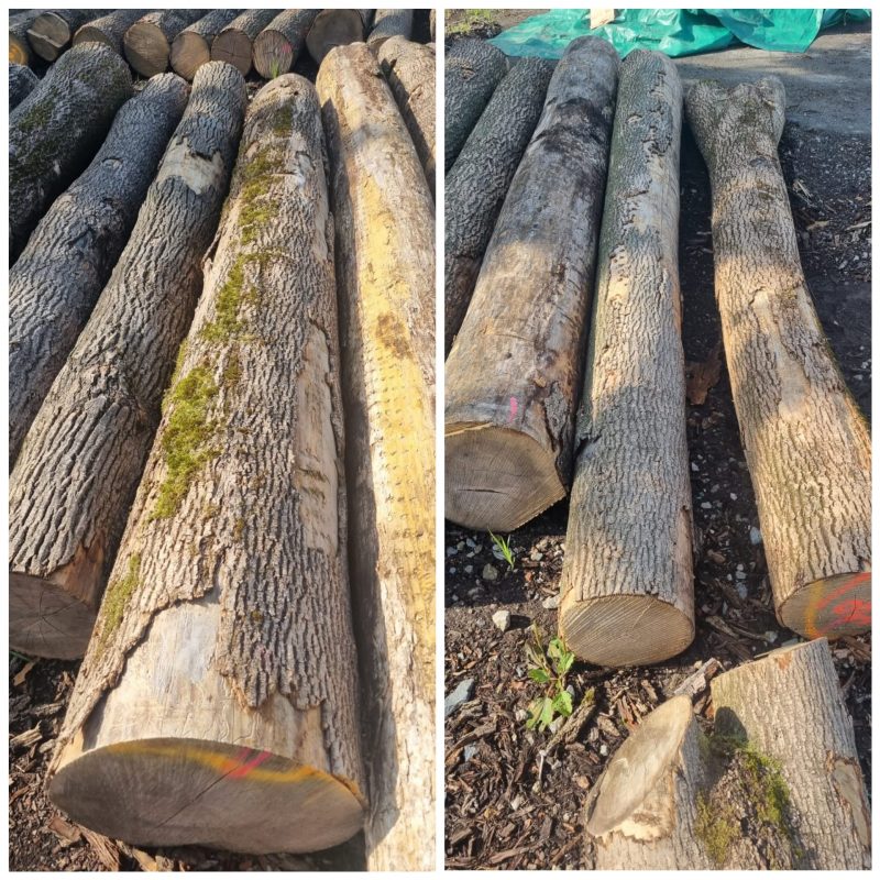 ROUND ASH WOOD WITH BARK 