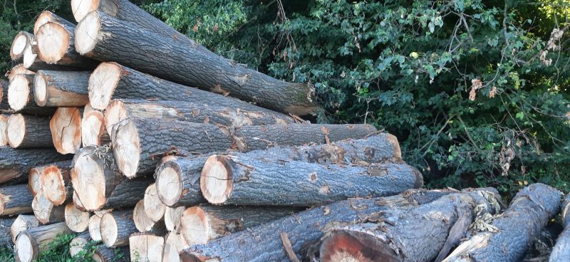 ROUND OAK WOOD WITH BARK 