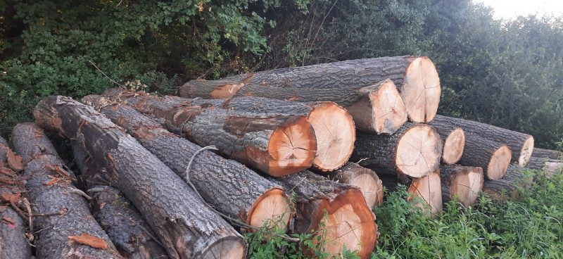 ROUND OAK WOOD WITH BARK