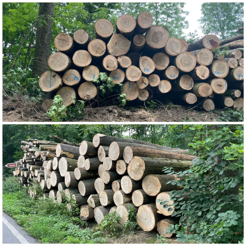 ROUND ASH WOOD WITH BARK 