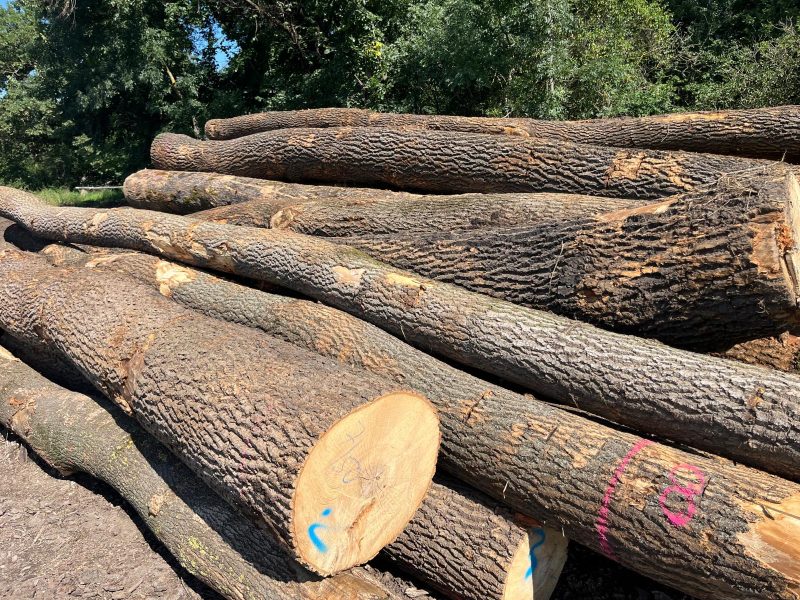 ROUND ASH WOOD WITH BARK 