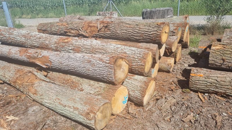 ROUND OAK WOOD WITH BARK 