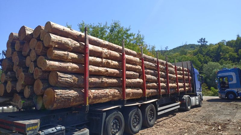 ROUND PINEWOOD WITH BARK 