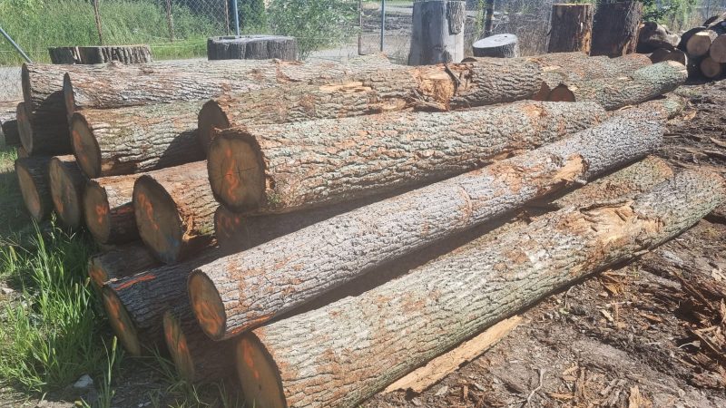 ROUND OAK WOOD WITH BARK 