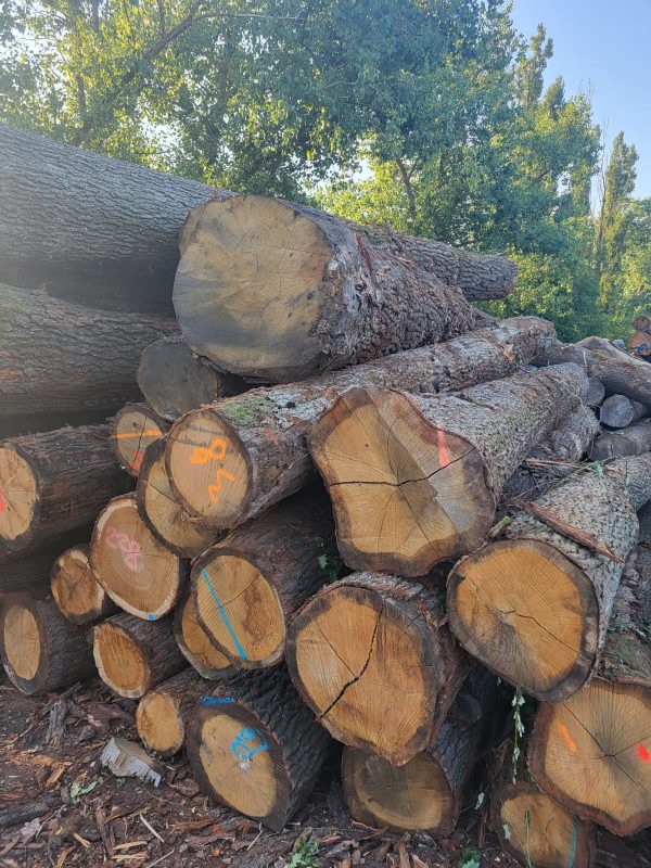 ROUND OAK WOOD WITH BARK 