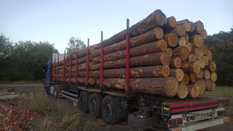 ROUND PINEWOOD WITH BARK 