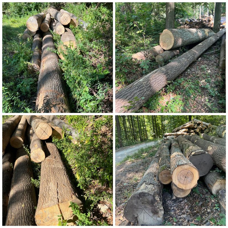 ROUND ASH WOOD WITH BARK 