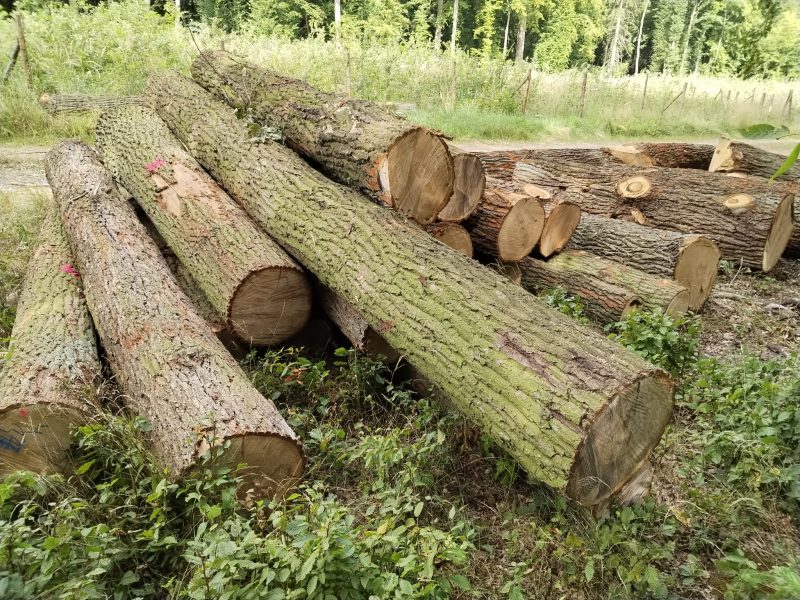 ROUND OAK WOOD WITH BARK 