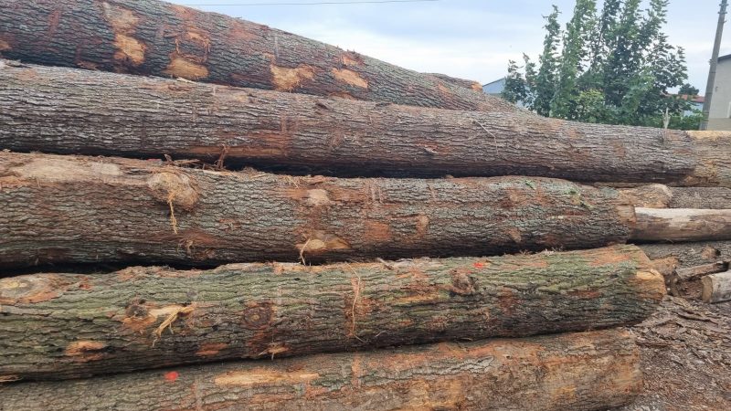 ROUND OAK WOOD WITH BARK 