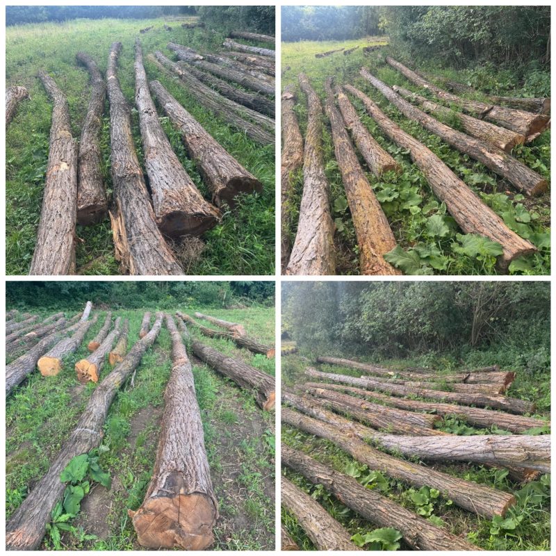 ACACIA LOGS 