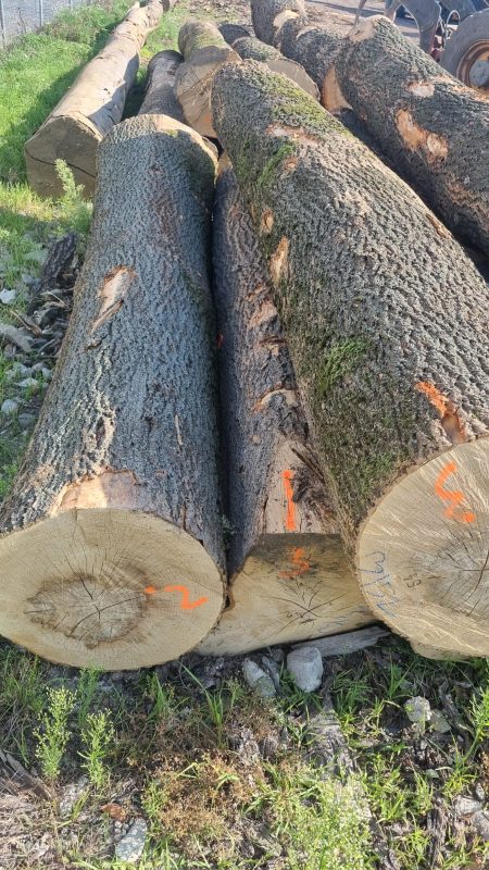 ROUND ASH WOOD WITH BARK