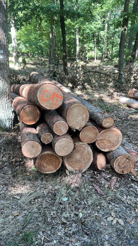 LARCH WOOD ROUND WITH BARK 