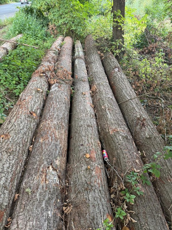 DOUGLAS-FIR LOGS