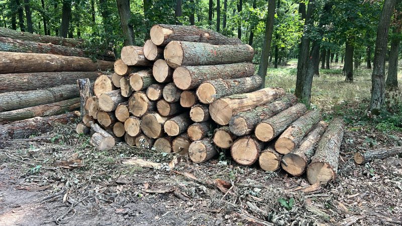 ROUND OAK WOOD WITH BARK