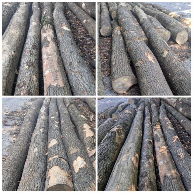 ROUND ASH WOOD WITH BARK